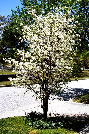 Small Backyard Trees
 Top Trees for Your Front Yard Landscaping Network