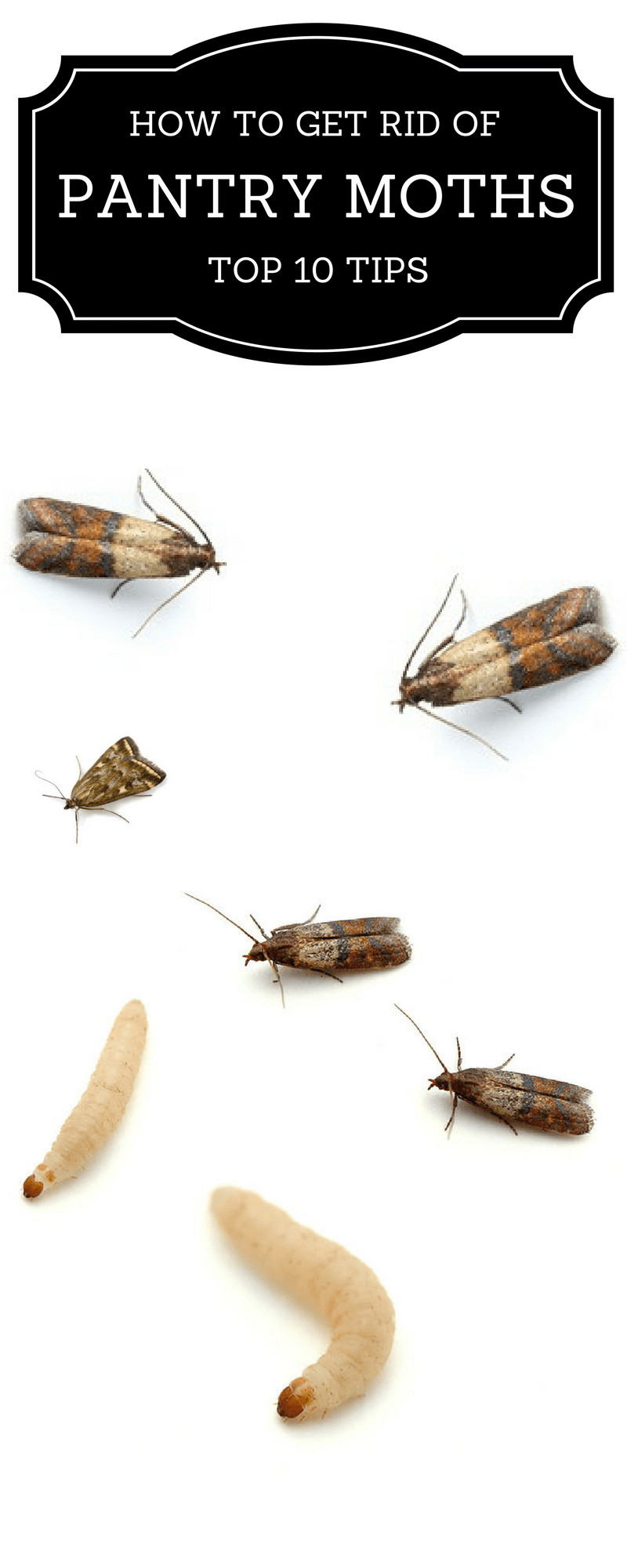 Small Moths In Kitchen
 How to Get Rid Pantry Moths – The Housing Forum