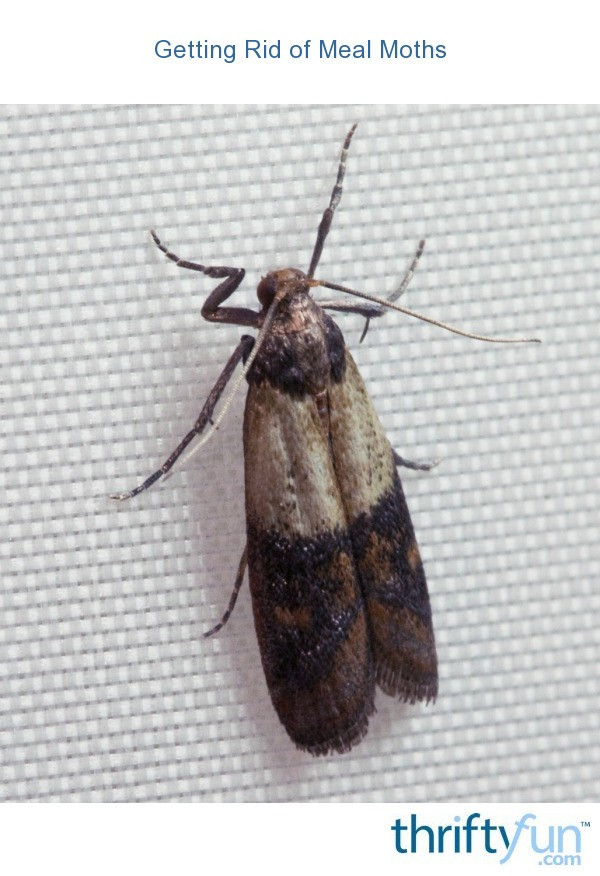 Small Moths In Kitchen
 Getting Rid of Pantry Moths