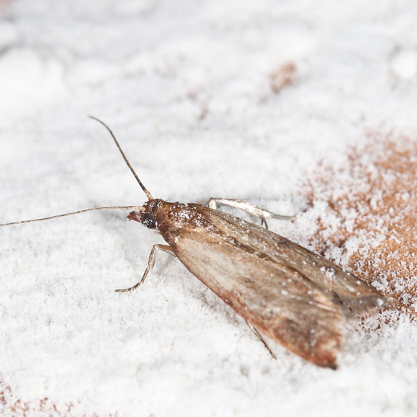 Small Moths In Kitchen
 How to Get Rid of Pantry Moths