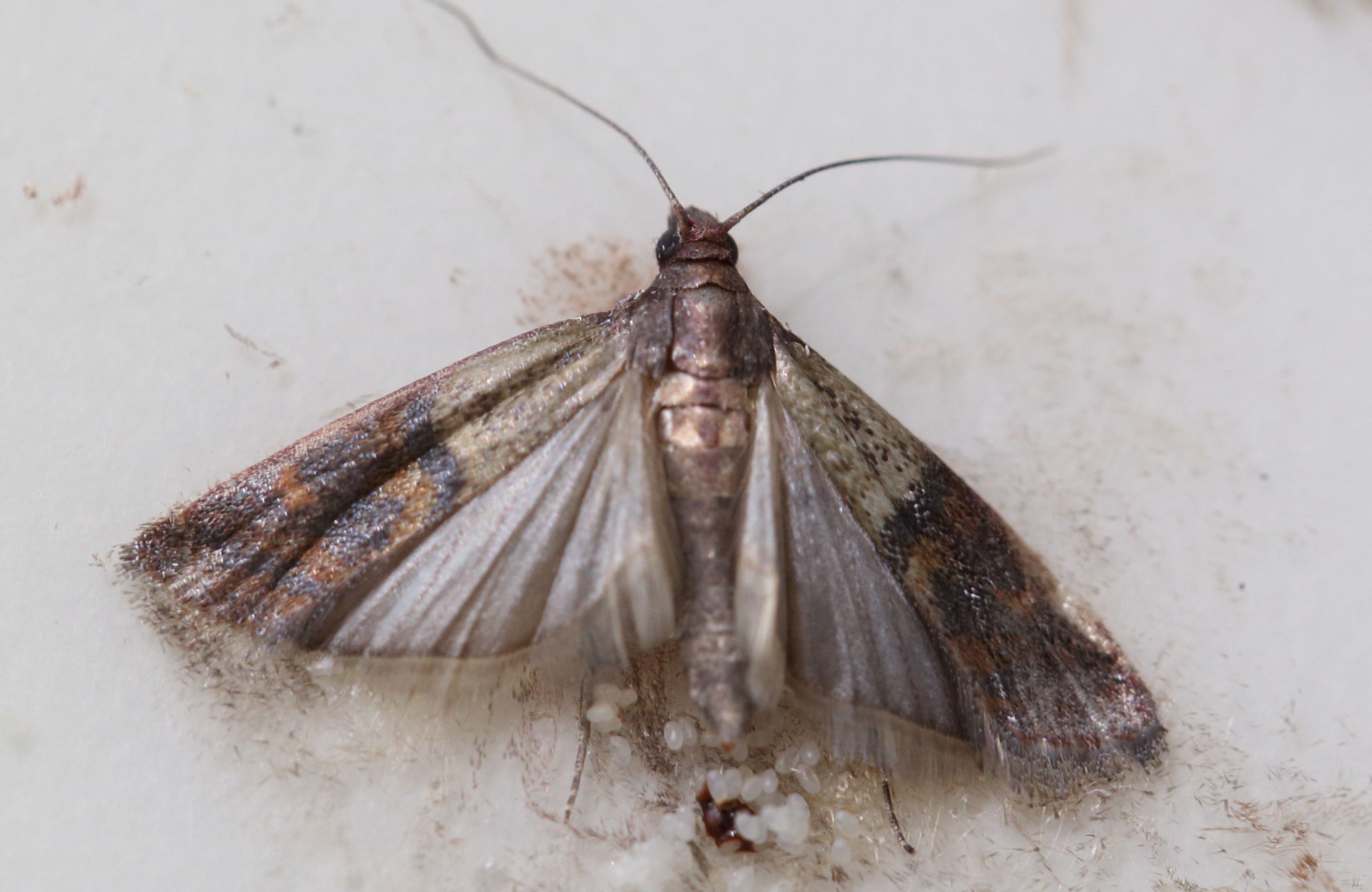 Small Moths In Kitchen
 How to Get Rid of Pantry Moths and Their Eggs Safely and