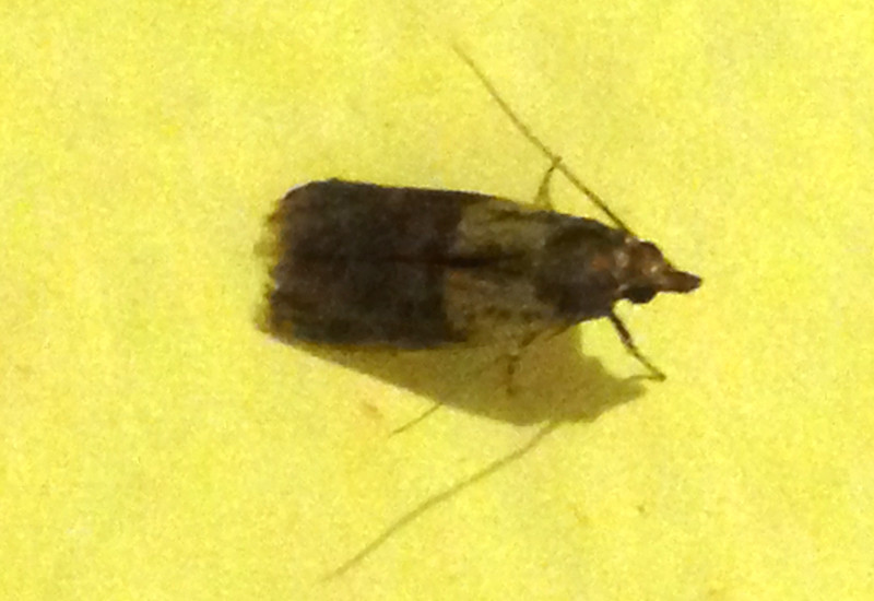 Small Moths In Kitchen
 Indian Meal Moth What s That Bug