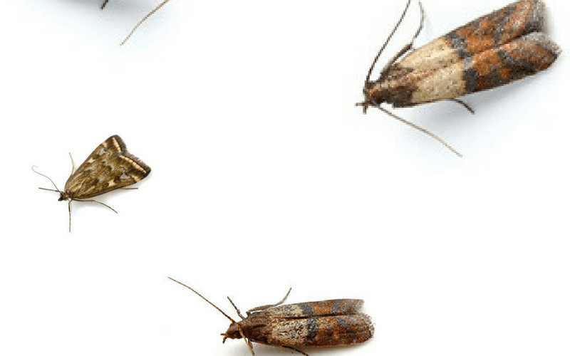 Small Moths In Kitchen
 How to Get Rid Pantry Moths – The Housing Forum