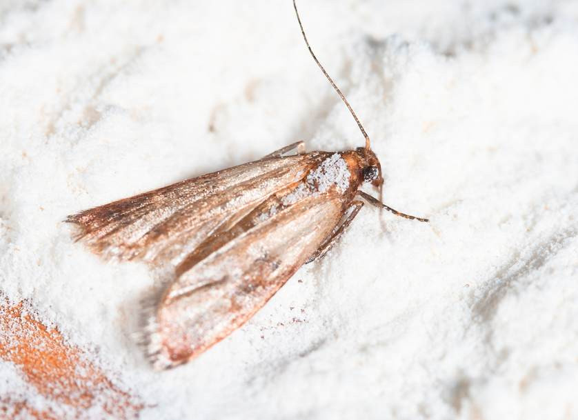 Small Moths In Kitchen
 Got Pantry Moths Get Rid of the Infestation Naturally