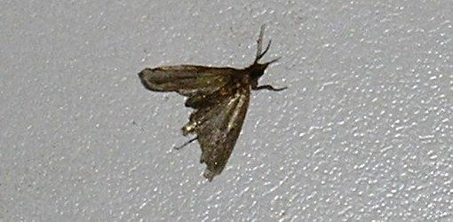 Small Moths In Kitchen
 How to Get Rid of Pantry Moths and Larvae in Your Kitchen