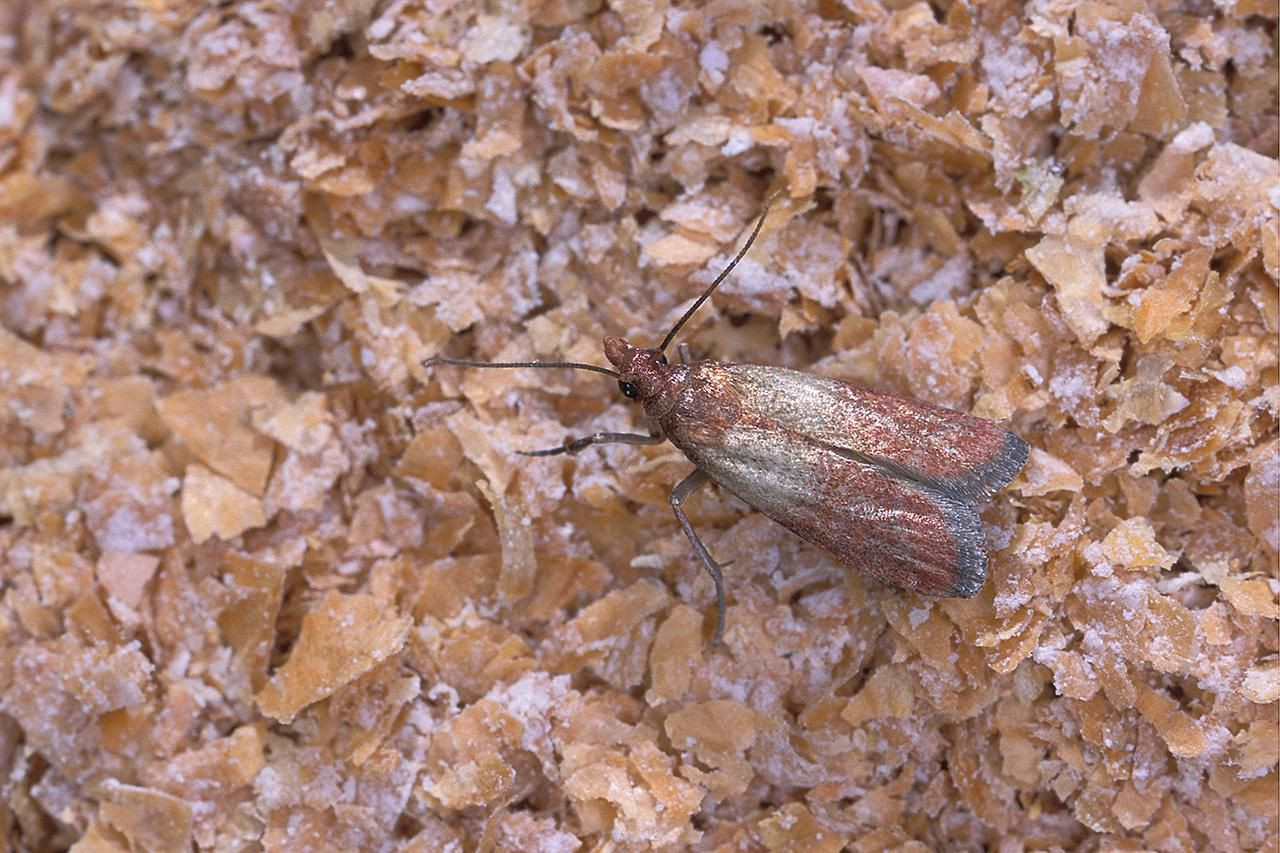 Small Moths In Kitchen
 Pantry Pests Indianmeal Moths in Food