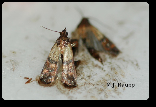 Small Moths In Kitchen
 Pantry surprises Indian meal moth Plodia interpunctella