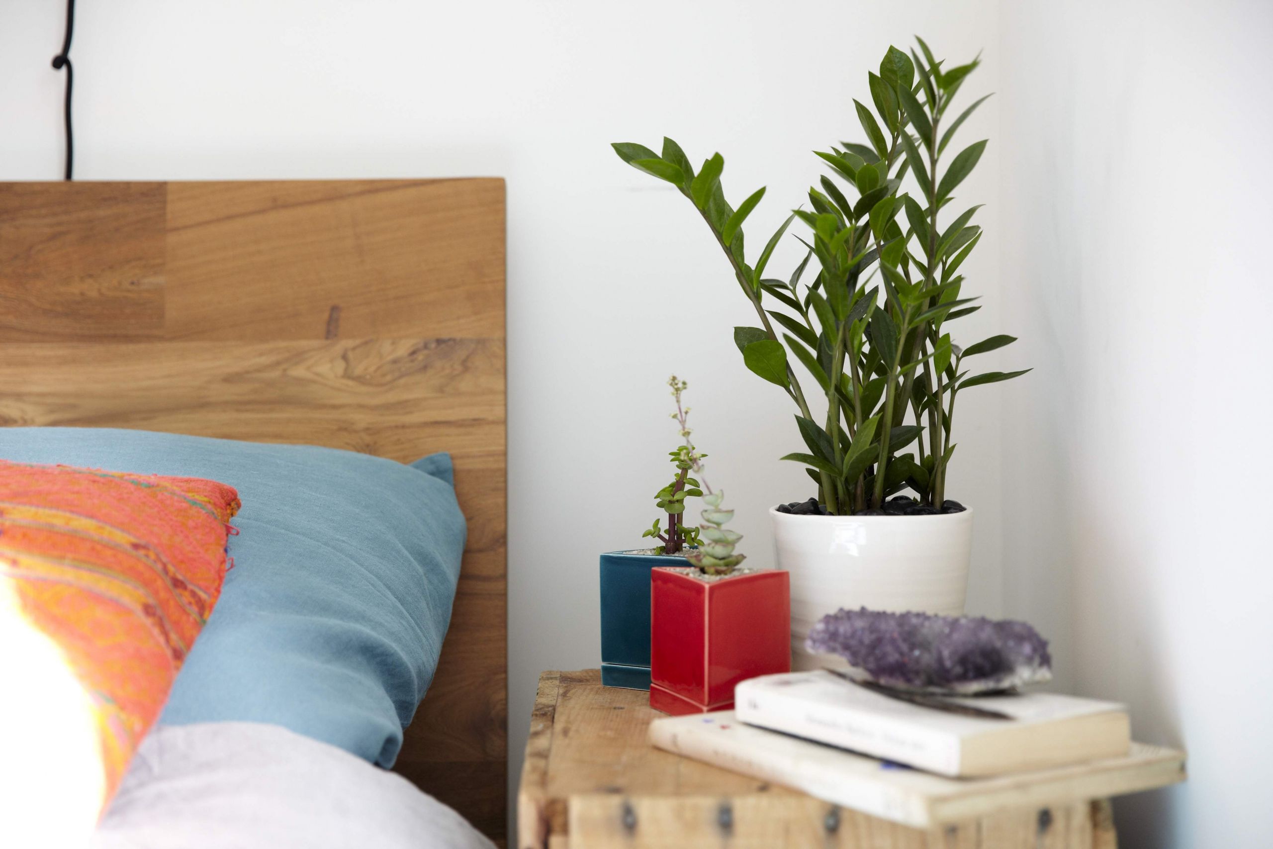 Small Plants For Bedroom
 Should You Keep Plants in Your Bedroom Casper Blog