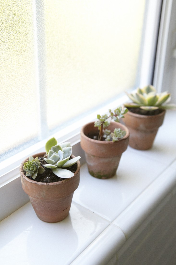 Small Plants For Bedroom
 Steal This Look Houseplants in the Bedroom Teen Edition