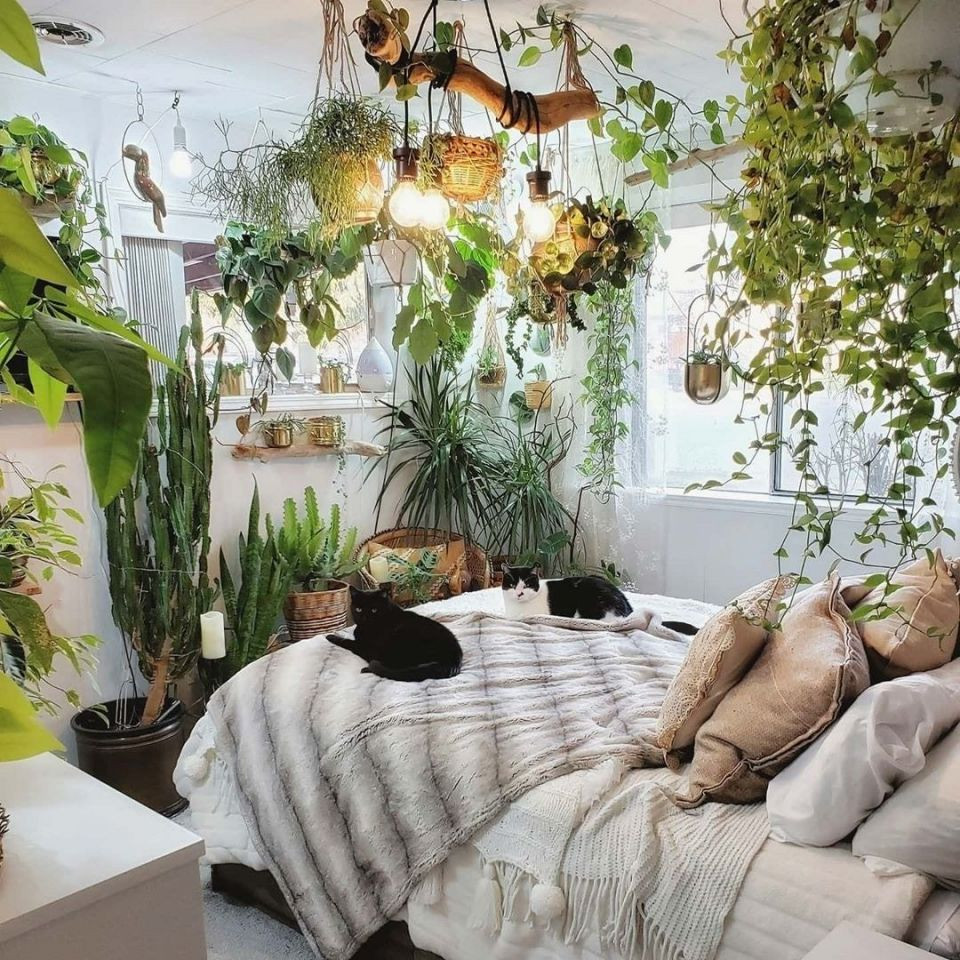 Small Plants For Bedroom
 The Best Plants for Your Bedroom According to Plantfluencers