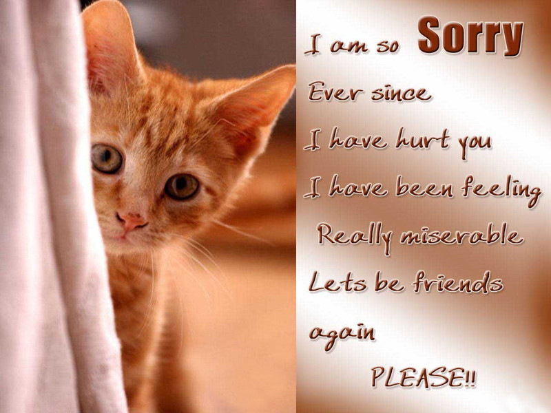 Sorry Quotes For Friendship
 Sorry Messages for Friends Apology Quotes WishesMsg