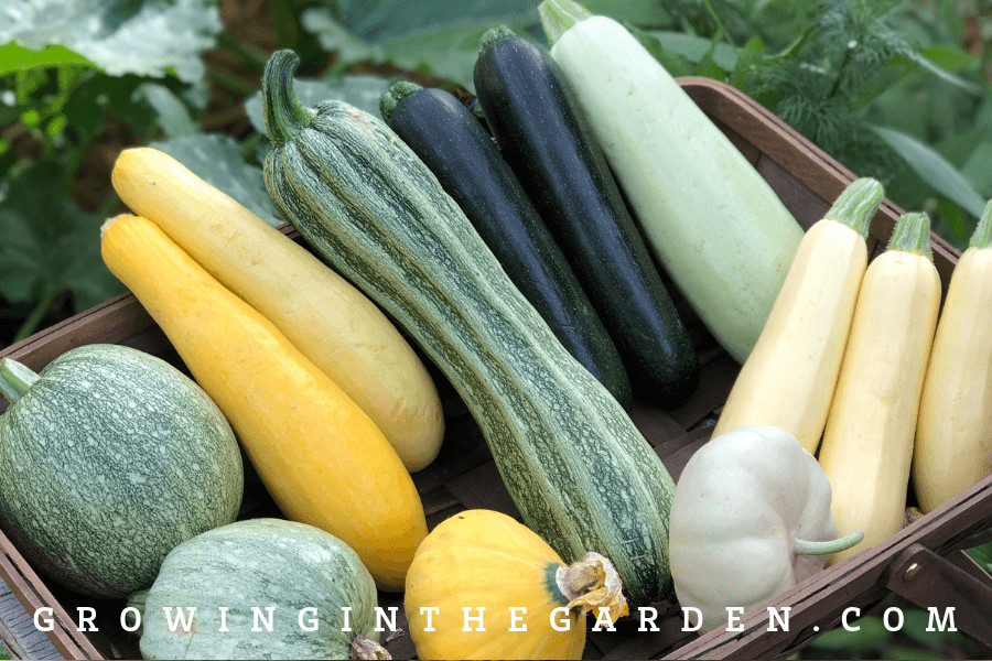 Summer Squash Varieties
 Summer Squash Varieties 8 Best Types to Grow