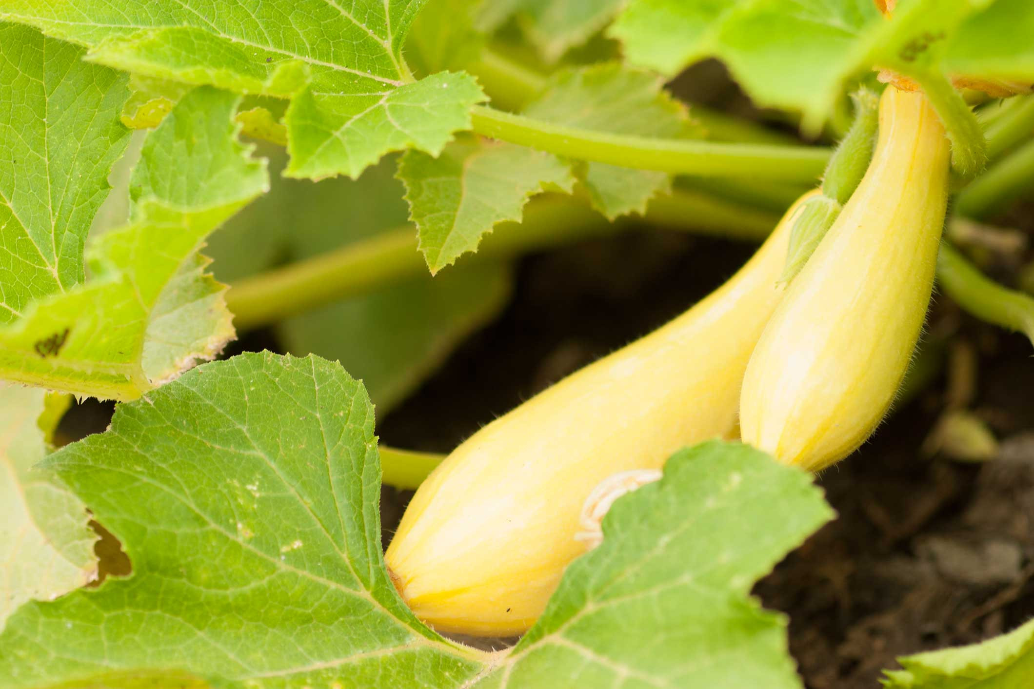 Summer Squash Varieties
 How to Grow Summer Squash – P Allen Smith