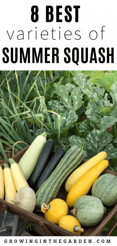 Summer Squash Varieties
 Summer Squash Varieties 8 Best Types to Grow