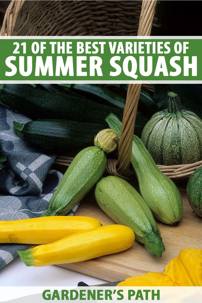 Summer Squash Varieties
 21 of the Best Summer Squash Varieties