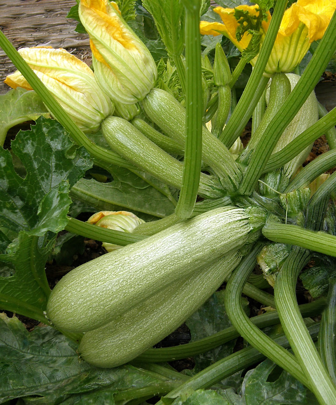 Summer Squash Varieties
 Use Squash For Your Summer Sides