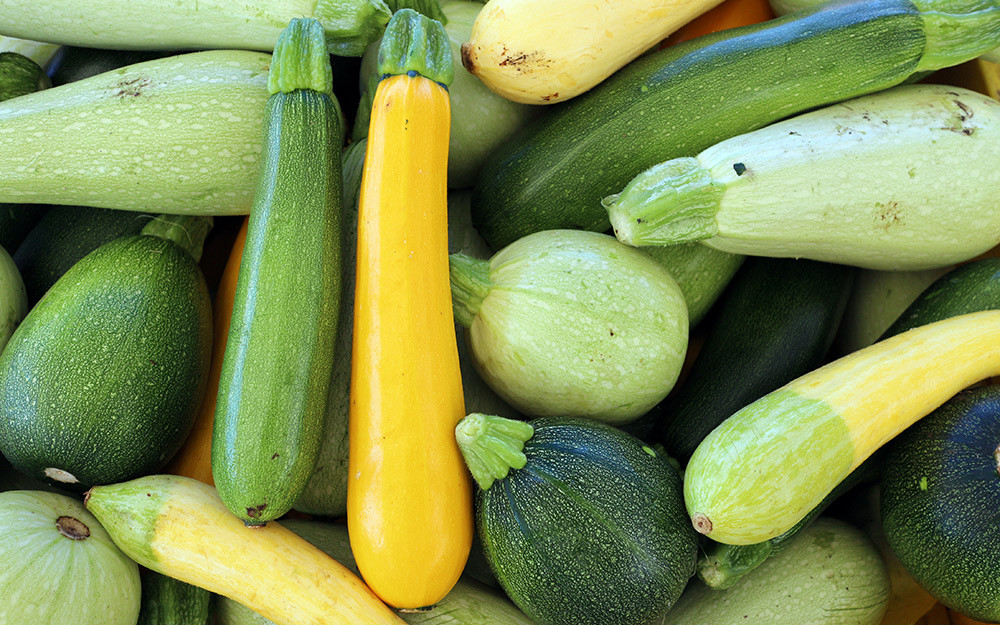 Summer Squash Varieties
 Types of Squash The Home Depot