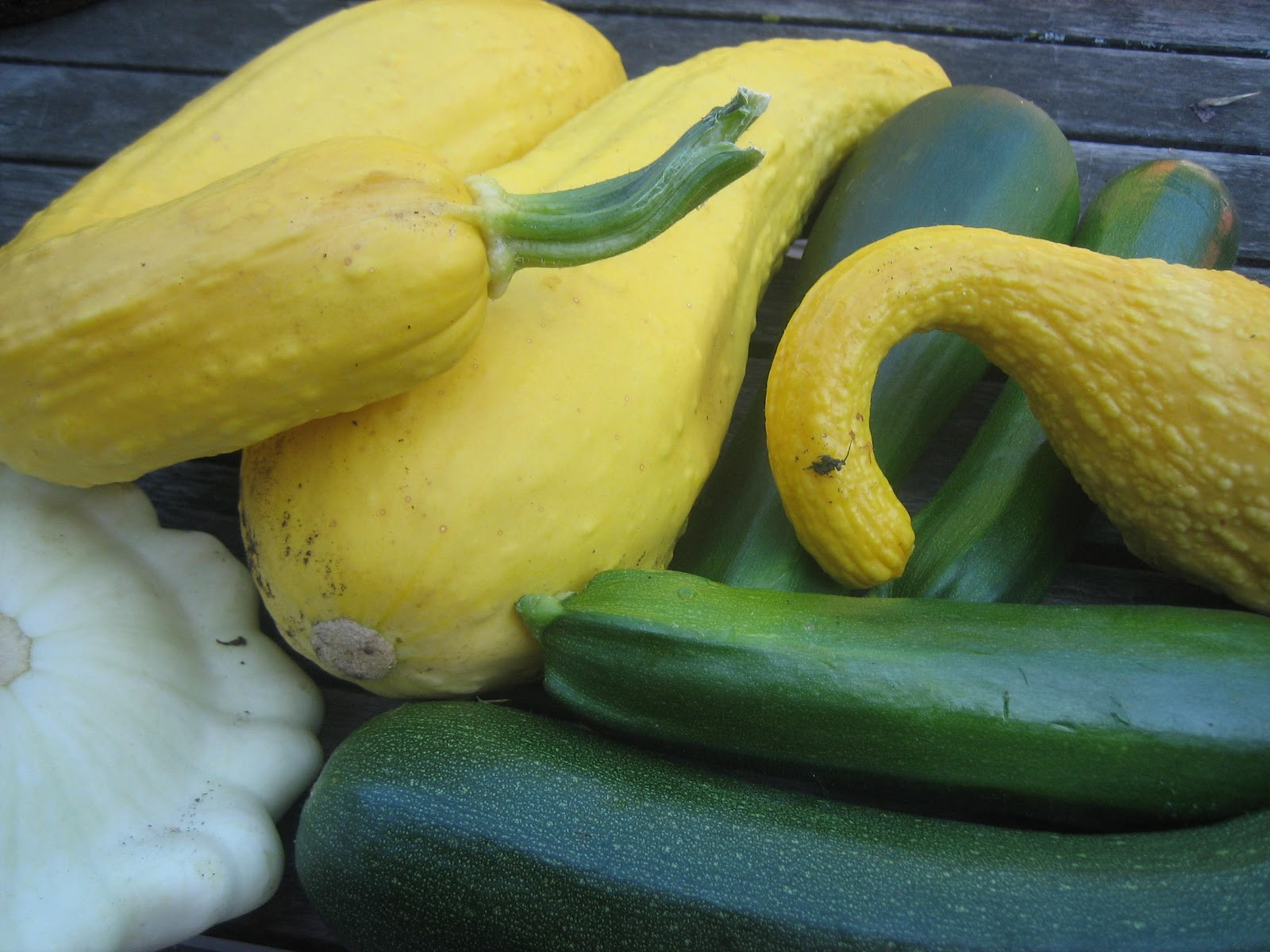 Summer Squash Varieties
 Pureed Pzazz Italian Summer Squash Soup