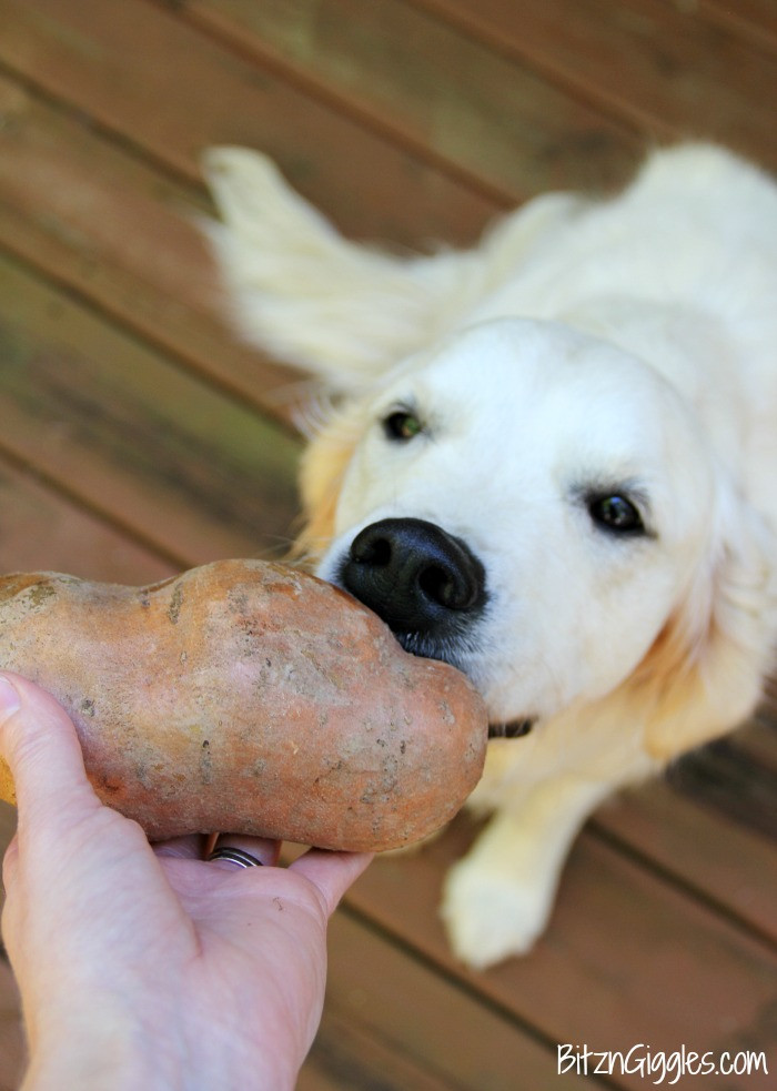 Sweet Potato Dog Treats
 Chewy Sweet Potato Dog Treats Bitz & Giggles