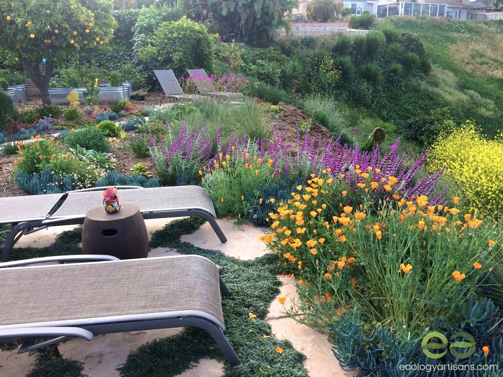 Terrace Landscape Drought Tolerant
 5 Beautiful Southern California Drought Tolerant Grasses