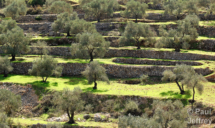 Terrace Landscape Hillside
 Terraced hillside covered with olive trees