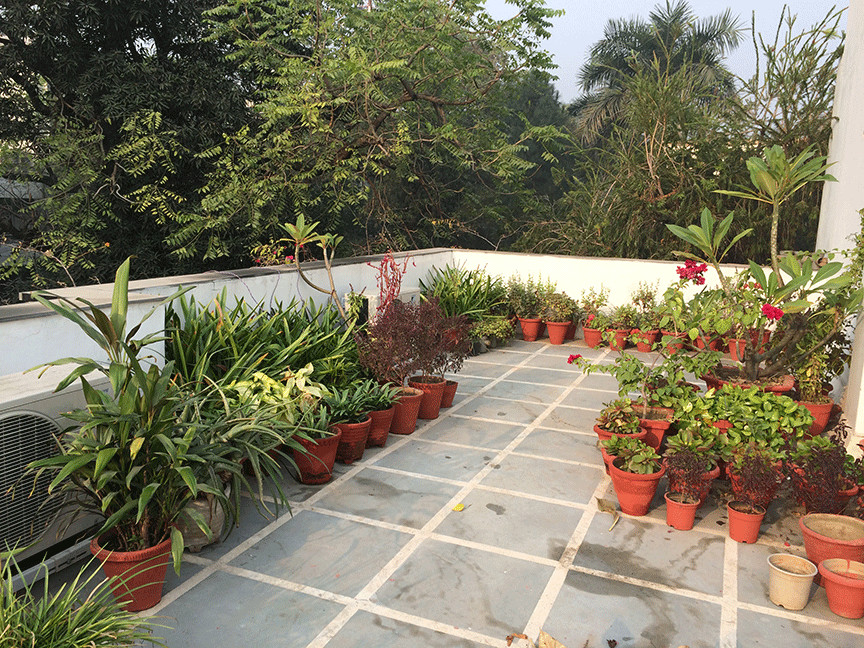 Terrace Landscape India
 Dhara The Earth An Indian gardening blog My roof top