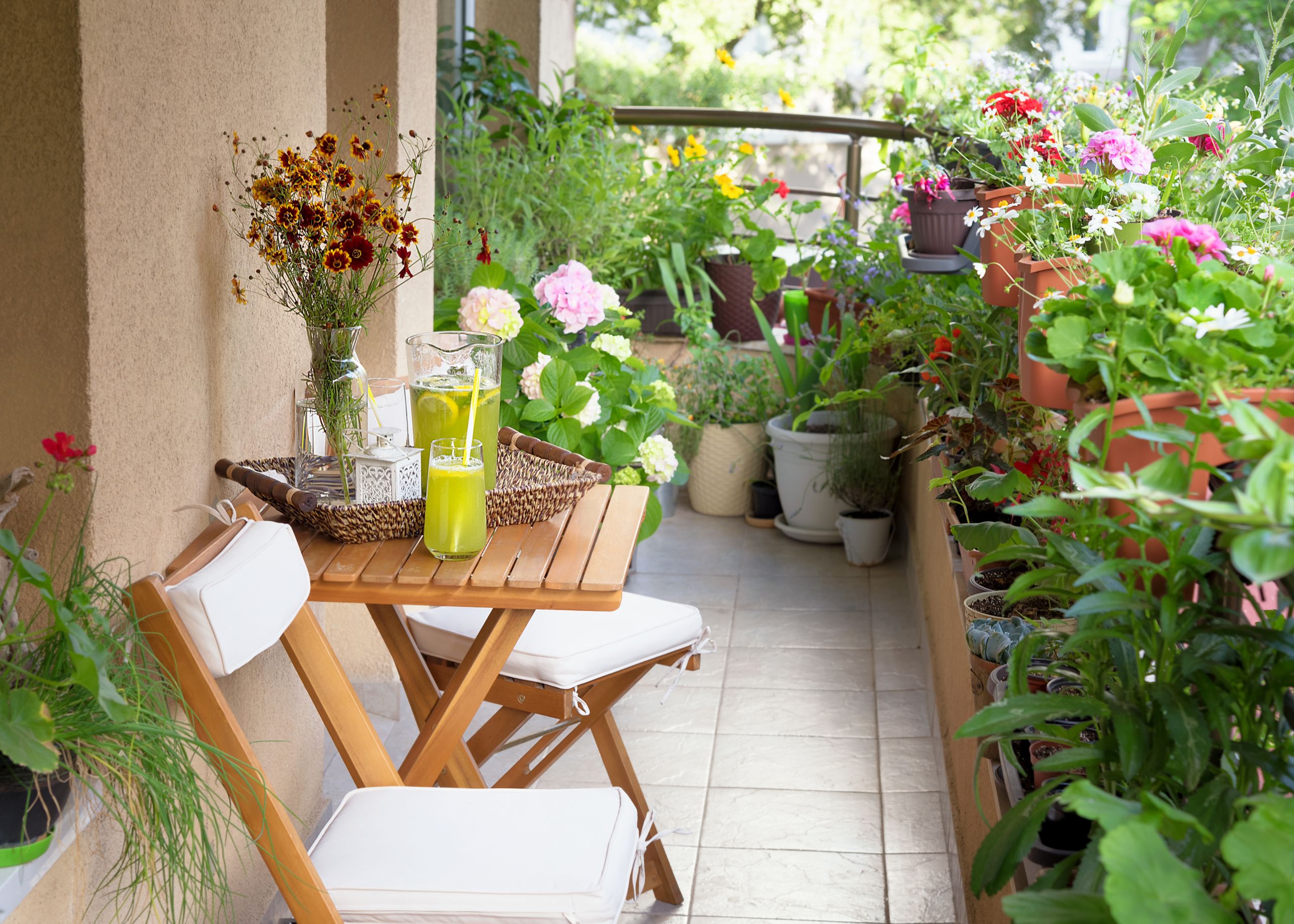 Terrace Landscape Plants
 Starting a Terrace Garden or Balcony Garden]