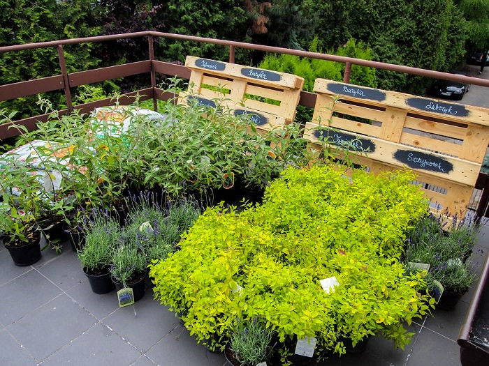 Terrace Landscape Plants
 Best Terrace Roof Garden Plants You should Grow