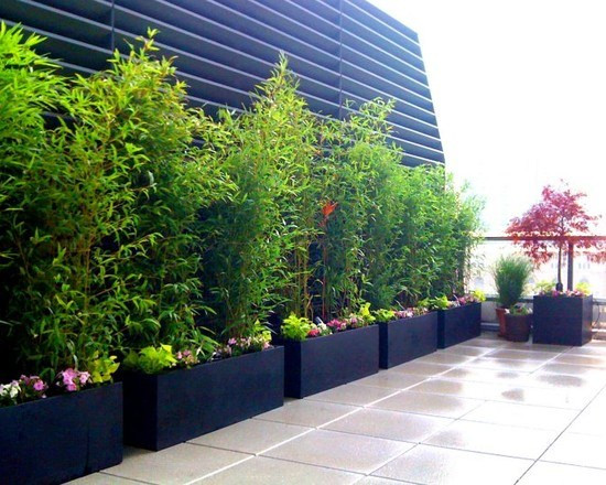Terrace Landscape With Trees
 70 bamboo garden design ideas – how to create a