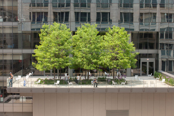 Terrace Landscape With Trees
 Notes on Landscape Design Morningstar’s Green Roof Terrace