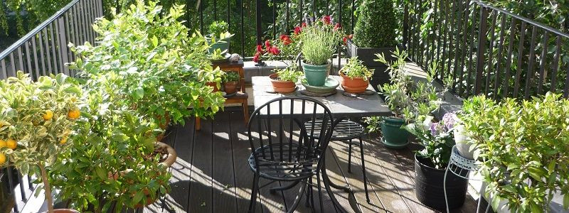 Terrace Landscape With Trees
 Top 5 fruit trees for your terrace GreenMyLife Anyone