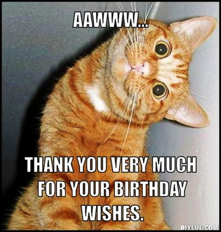 Thank You For Birthday Wishes Funny
 86 Cat Birthday Wishes