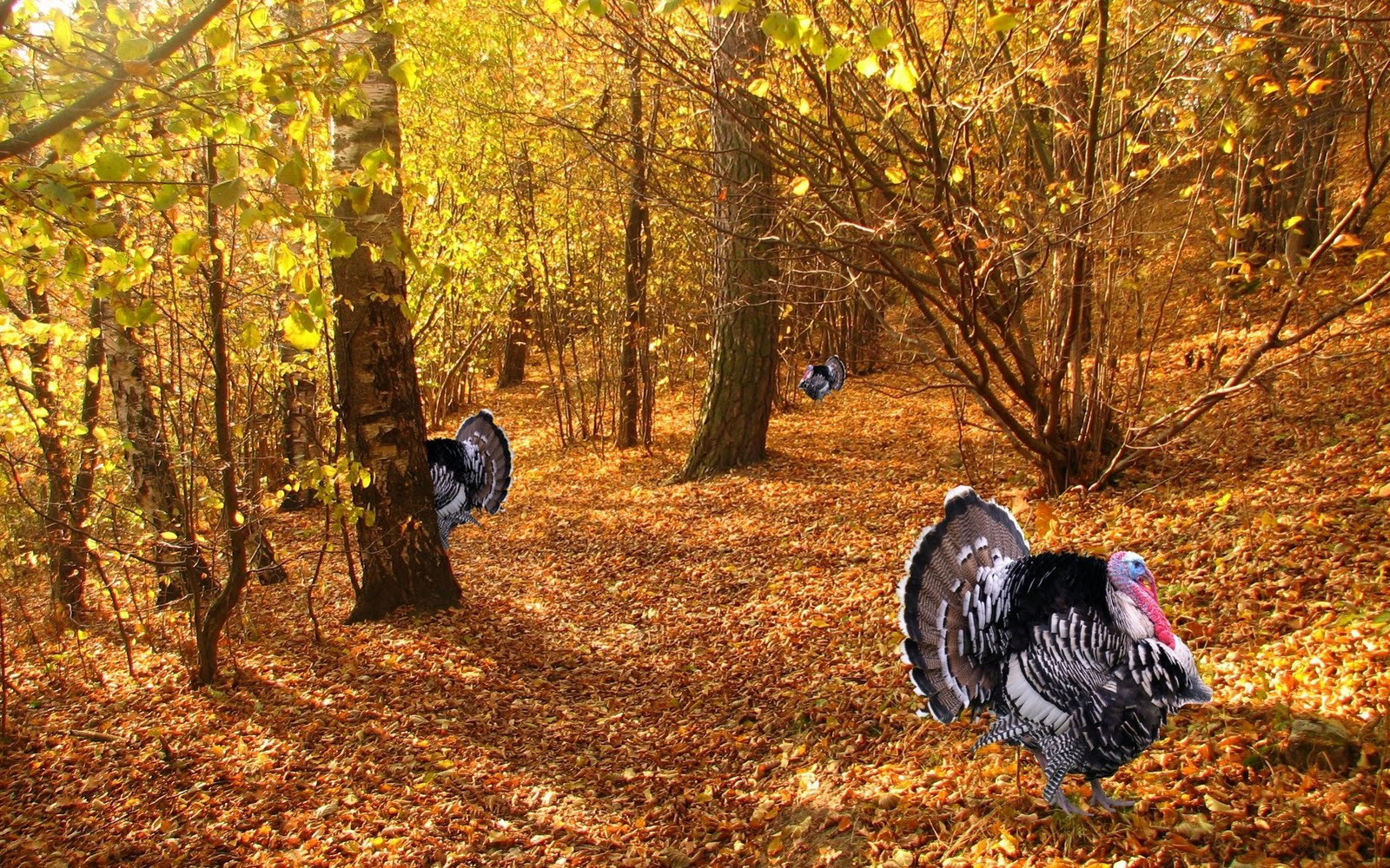 Thanksgiving 3D Wallpaper
 Free 3D Thanksgiving Desktop Wallpaper WallpaperSafari