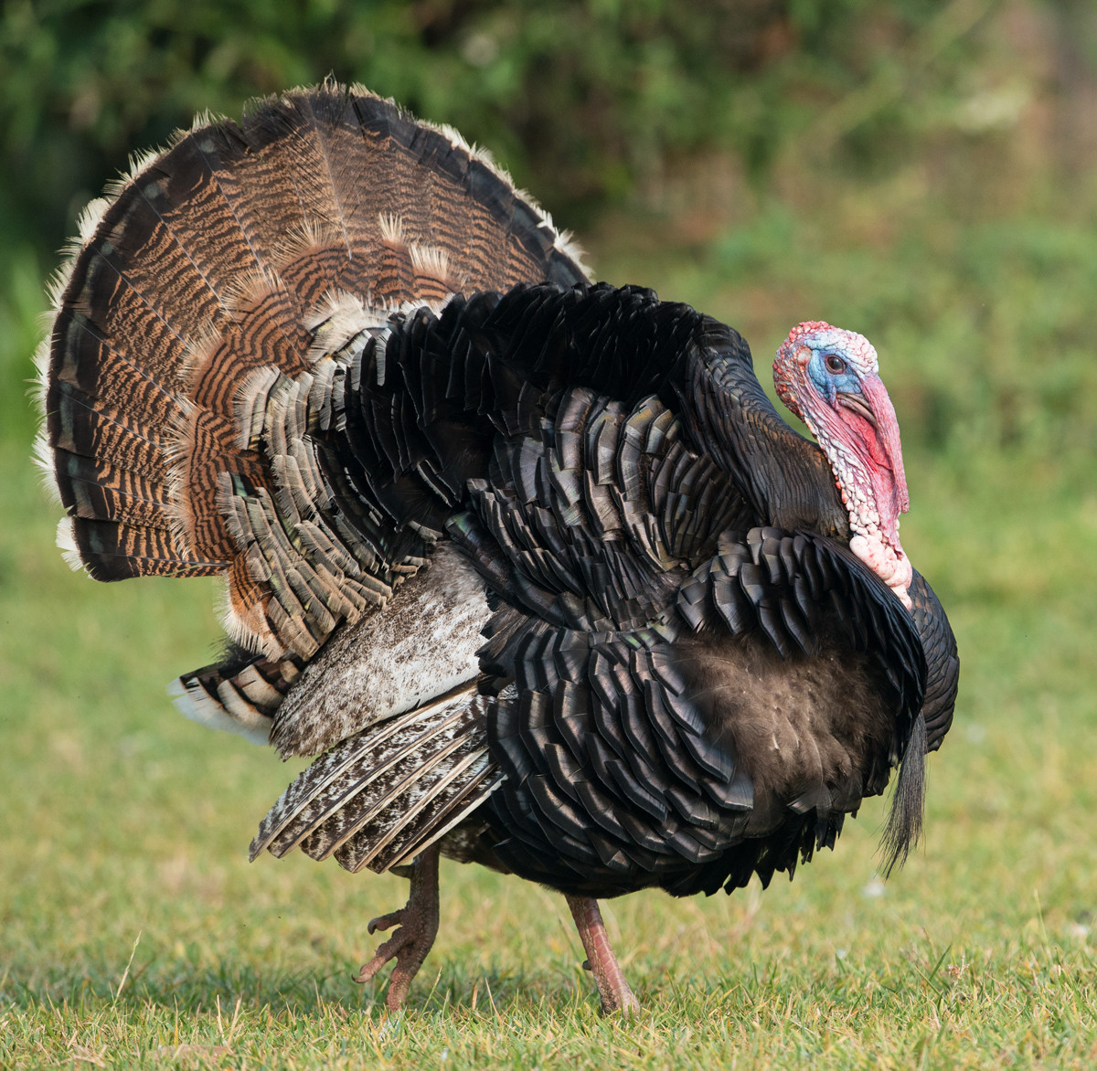 Thanksgiving Turkey Photos
 Angry Birds What You Need to Know About Turkeys This