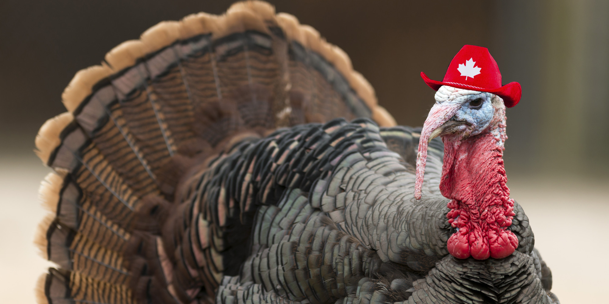 Thanksgiving Turkey Photos
 Thanksgiving Canada 4 Surprising Facts About The October