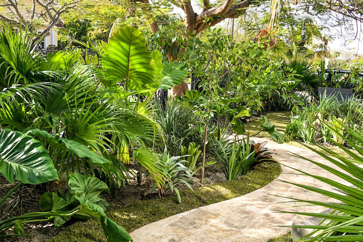 Tropical Landscape Design
 TROPICAL LANDSCAPE DESIGN PRIVATE RESIDENCE Plant The