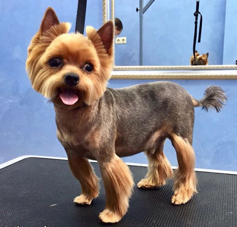 Yorkie Haircuts For Males
 24 Best Yorkie Hairstyles for Males Yorkshire Terrier