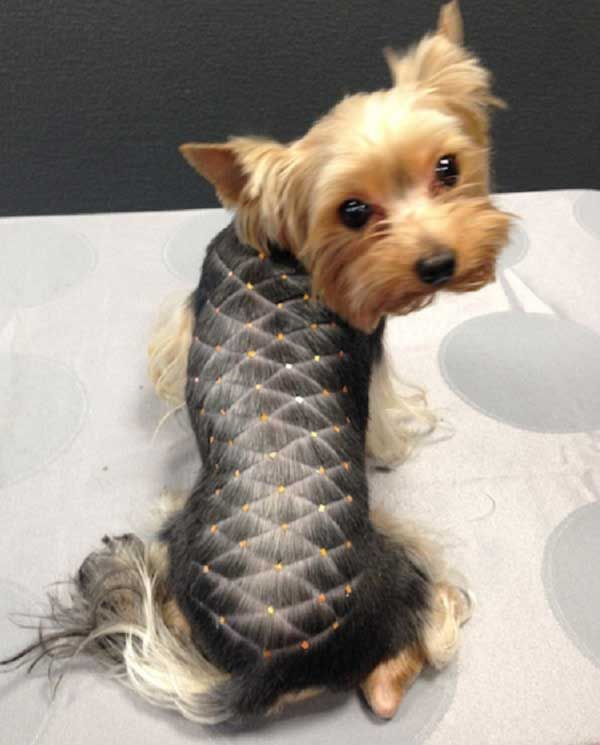 Yorkie Haircuts For Males
 Pin on yorkie