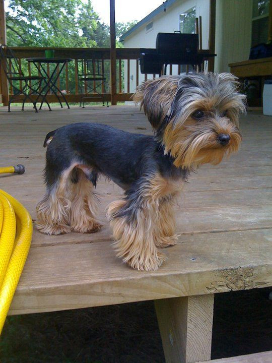 Yorkie Haircuts For Males
 Pin on Gus Yorkie