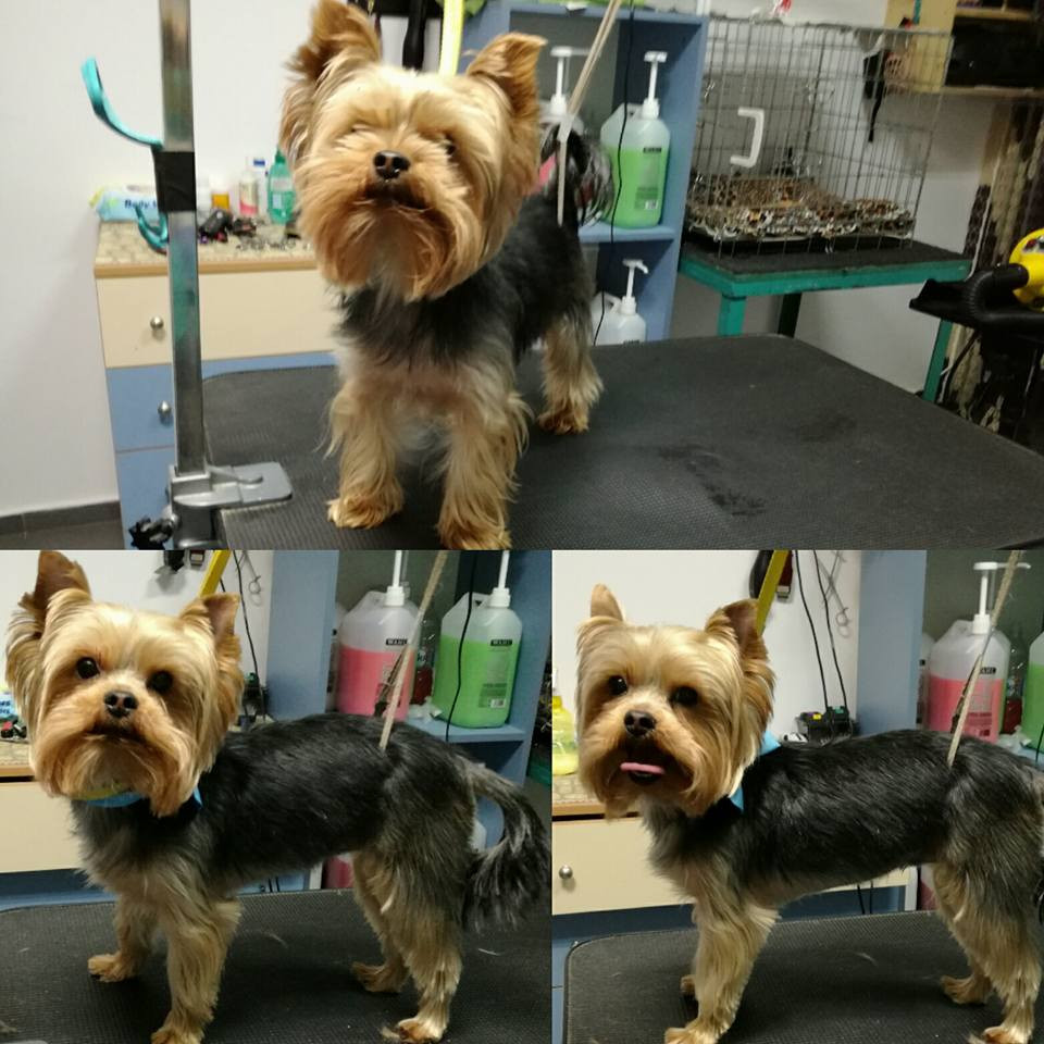 Yorkie Haircuts For Males
 Yorkie haircuts for males and females 60 pictures