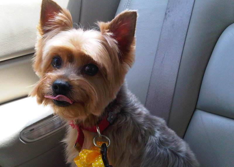 Yorkie Haircuts For Males
 Yorkie haircuts for males and females 60 pictures